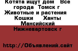 Котята ищут дом - Все города, Томск г. Животные и растения » Кошки   . Ханты-Мансийский,Нижневартовск г.